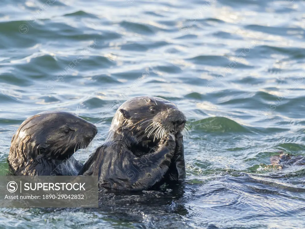 Mother and pup sea otter (Enhydra lutris), together in Monterey Bay National Marine Sanctuary, California, United States of America, North America
