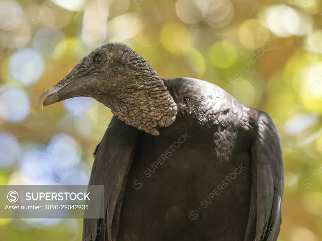 An adult black vulture (Coragyps atratus), perched in a tree on Barro Colorado Island, Panama, Central America