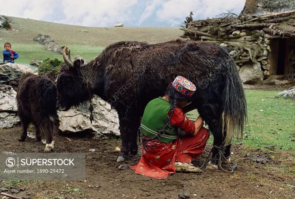 A woman in an embroidered hat milking the yak_cow, Yash_Pert Summer Diary in the Hunza area of Pakistan, Asia