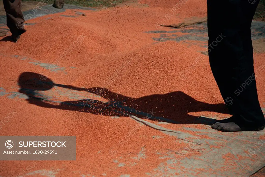 Shadow of worker on lentils, Ankober, Ethiopia, Africa