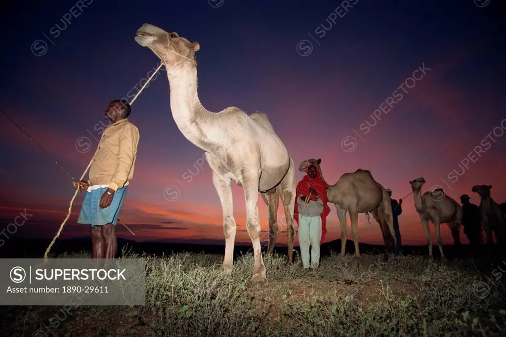 Normadic camel herder at dawn, Baragoi, Kenya, East Africa, Africa