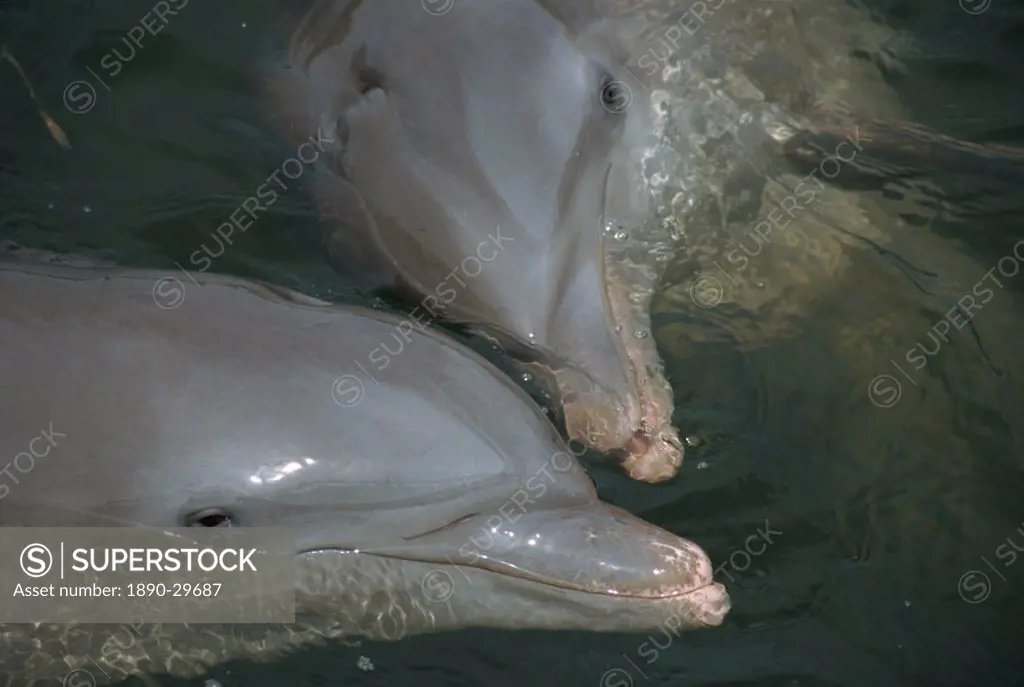 Close_up of bottlenose dolphins kissing