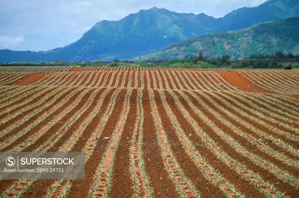 Fields of pineapples owned by Delmonte, Oahu, Hawaiian Islands, United States of America, North America
