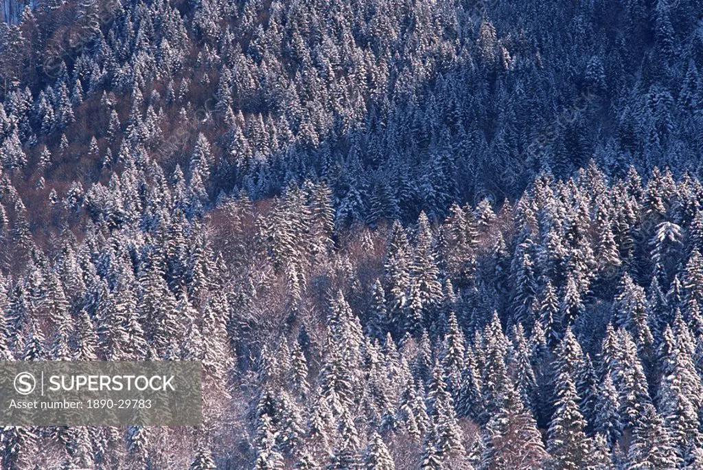 Aerial view over forest covered in snow, Hoch y Brigg, Switzerland, Europe