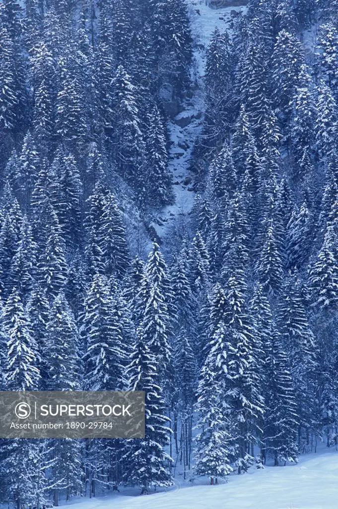 Aerial view over forest covered in snow, Hoch y Brigg, Switzerland, Europe