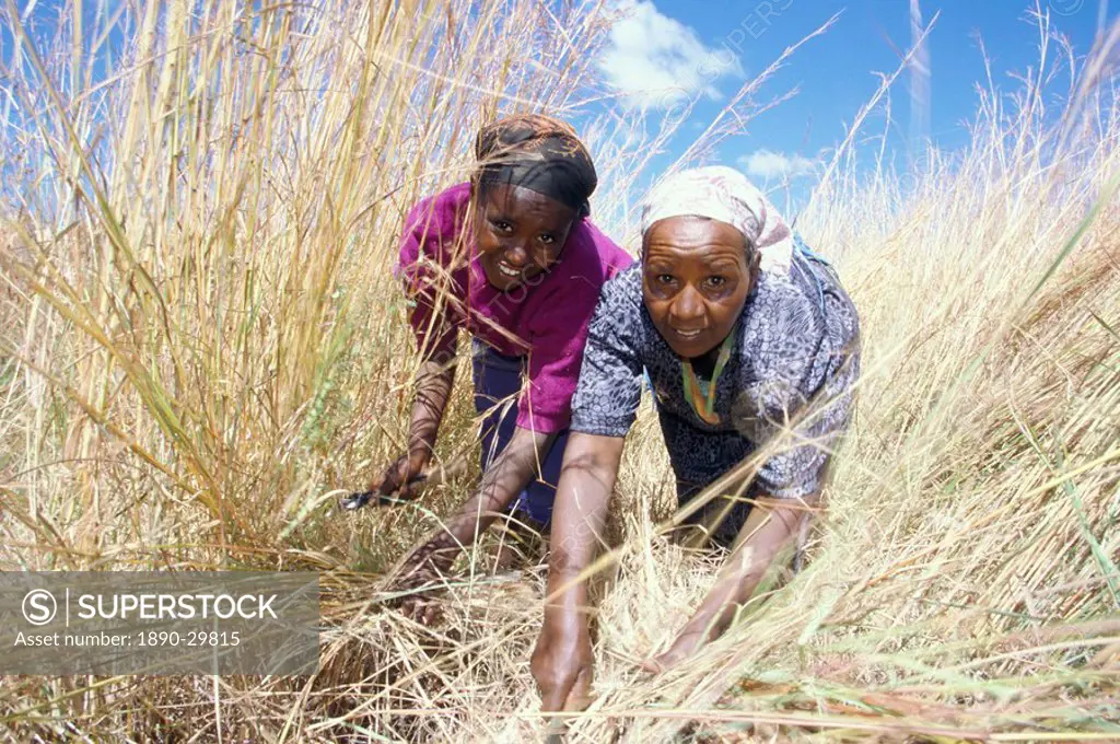 Two women cutting and gathering animal feed crops, Harer, Ethiopia, Africa