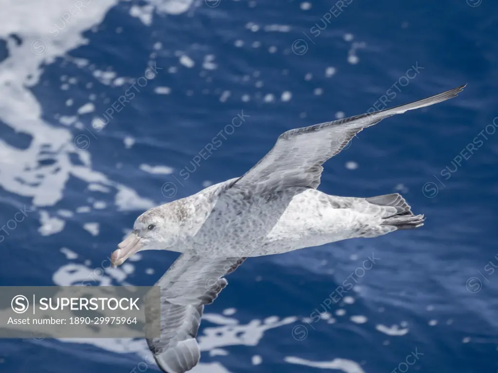 An adult northern giant petrel (Macronectes halli) in flight in the Drake Passage, Argentina, South America