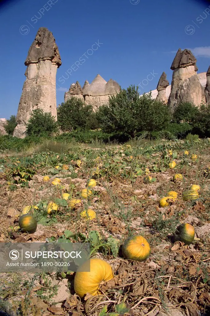 Pumpkins and melons in Pashas vineyard, at Zelve in Cappadocia, Anatolia, Turkey, Asia Minor, Eurasia
