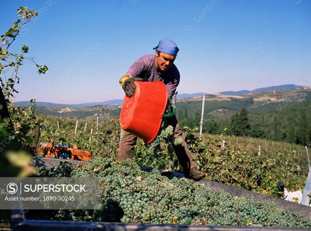 Harvesting grapes in the Chianti Classico region, Castelo Brolio Estate, Tuscany, Italy, Europe