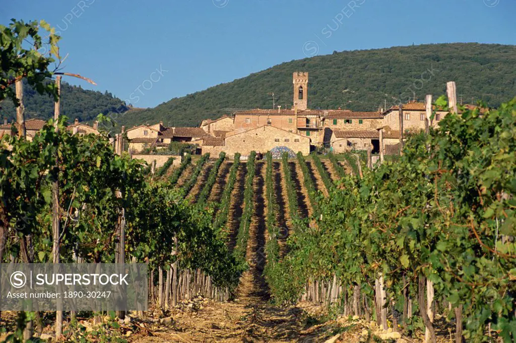 Vineyard in the Chianti Classico region north of Siena, Tuscany, Italy, Europe