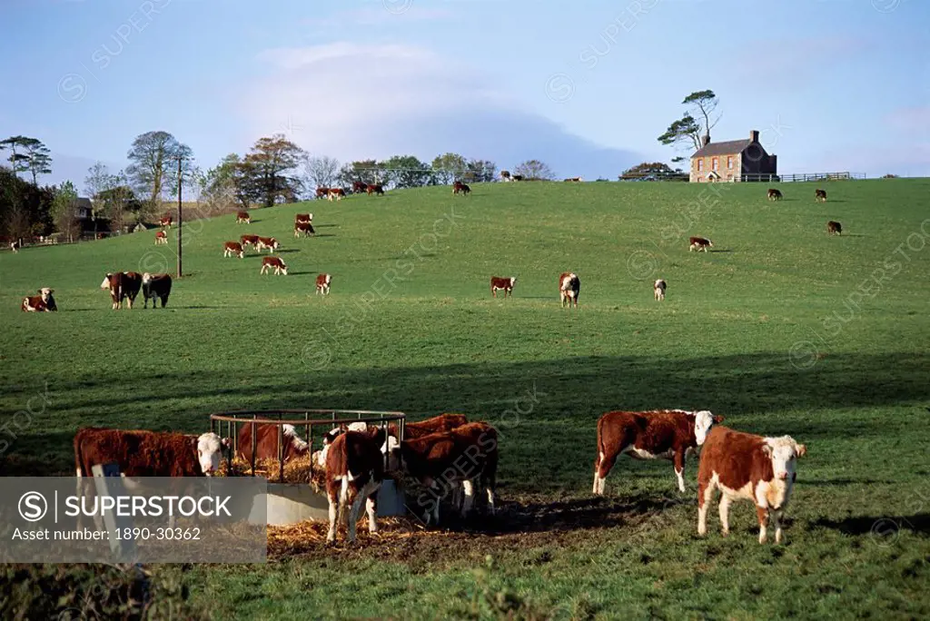 Cattle, south of Bray, County Wicklow, Leinster, Eire Republic of Ireland, Europe