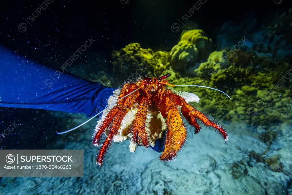 An adult white-spotted hermit crab (Dardanus megistos), encountered on a night dive on Arborek Reef, Raja Ampat, Indonesia, Southeast Asia, Asia