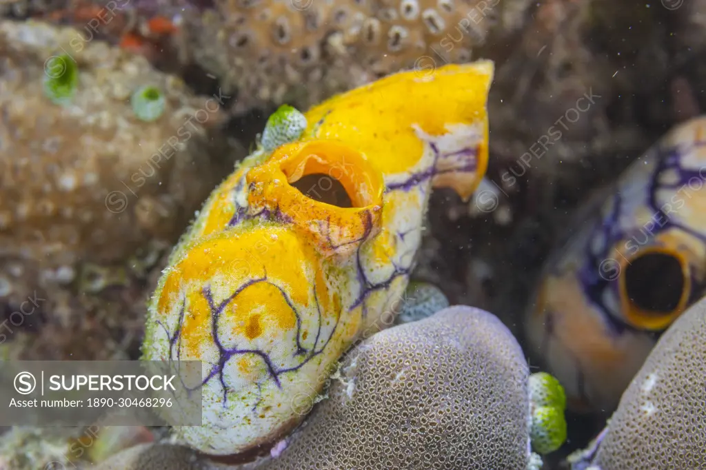 A golden sea squirt (Polycarpa aurata), on the reef off Bangka Island, off the northeastern tip of Sulawesi, Indonesia, Southeast Asia, Asia