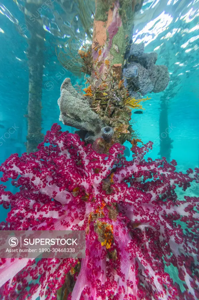 Soft coral from the Genus Scleronephthya in the shallow waters off Arborek Reef, Raja Ampat, Indonesia, Southeast Asia, Asia