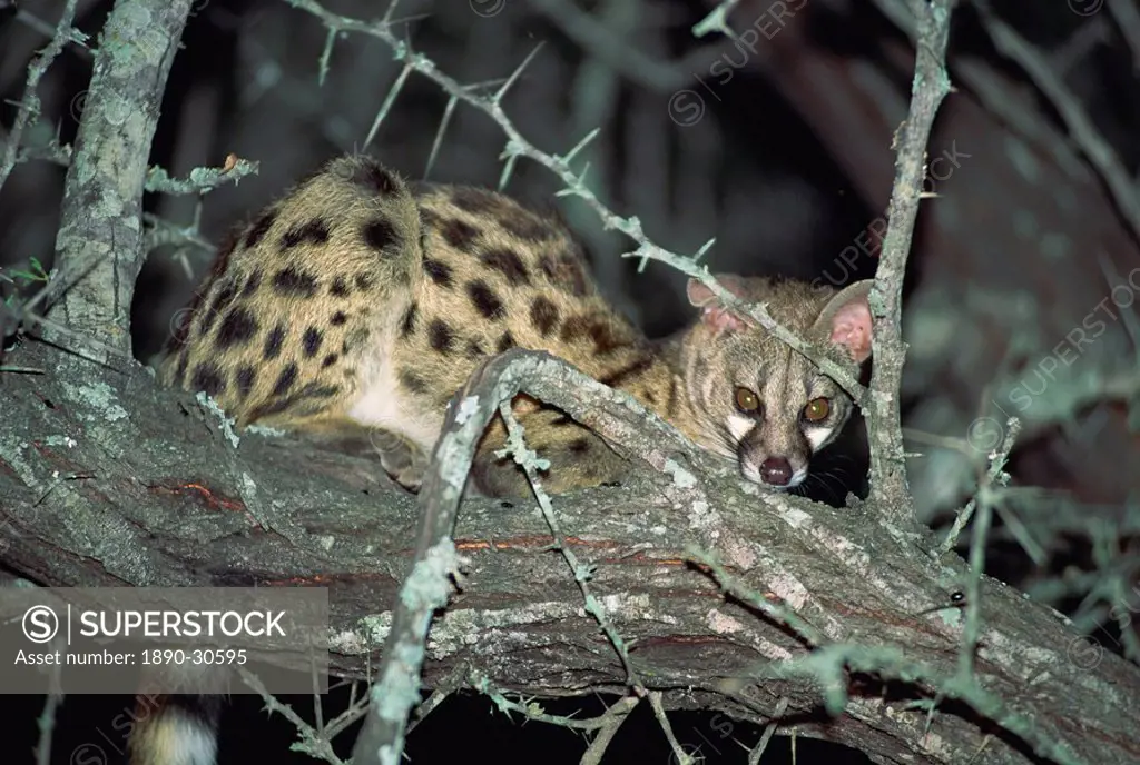 Close_up of a single small spotted genet Genetta genetta in a thorn tree, Kruger National Park, South Africa, Africa