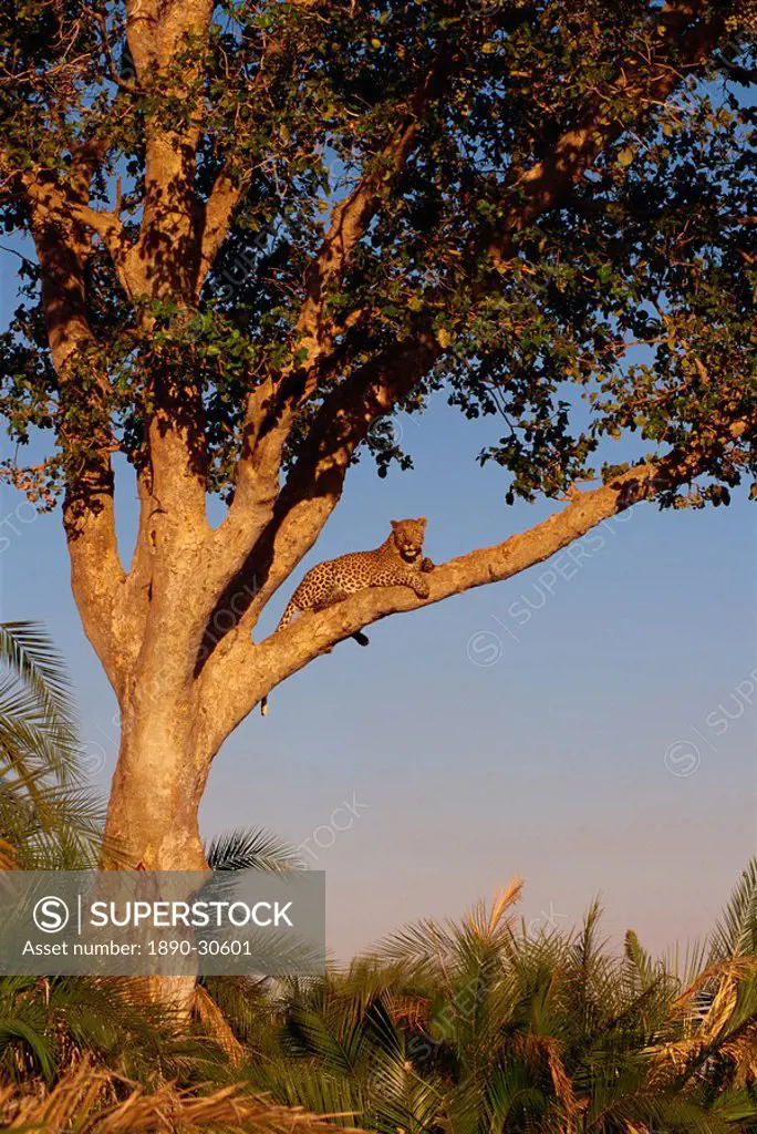 Leopard Panthera pardus in a tree, Okavango Delta, Botswana, Africa