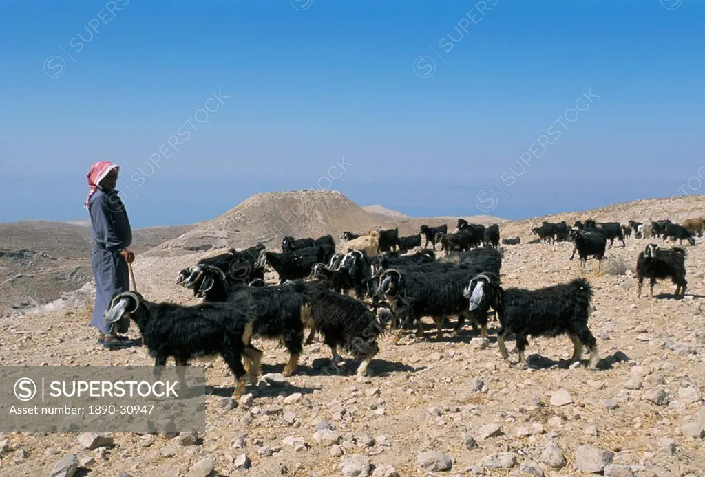 Bedouin goat herder, Harodus castle, Jordan, Middle East