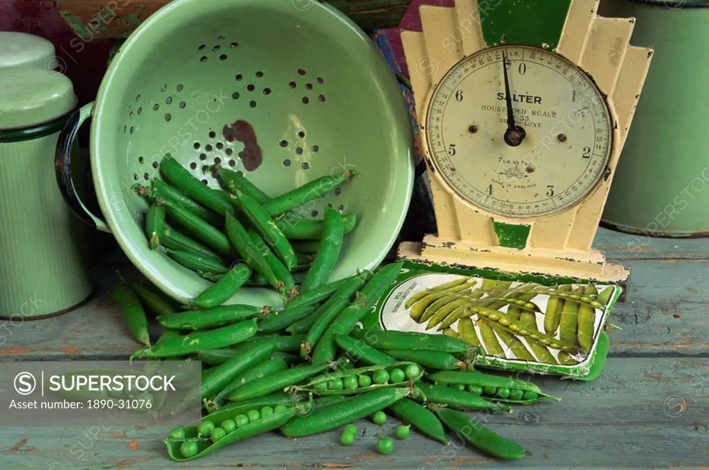 Close_up of still life of fresh garden peas in an old colander with old Salter scales and seed packet