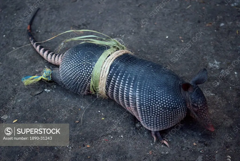 Close_up of an armadillo tied up and offered for sale at a market at Zuchitan, Mexico, North America