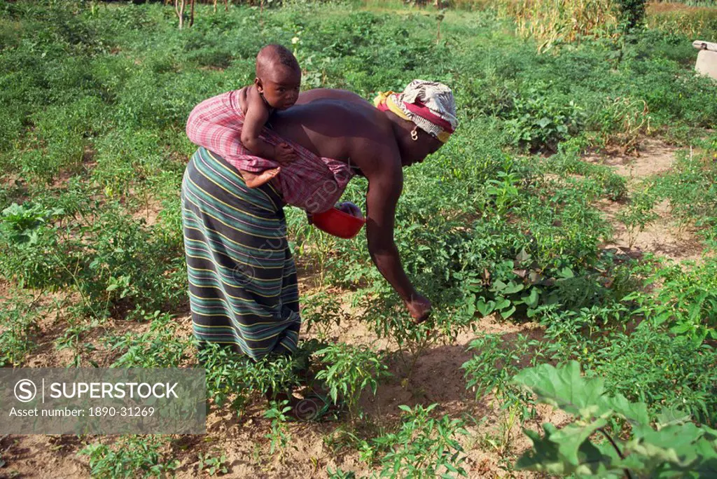 Woman working in pepper field, Gambia, West Africa, Africa