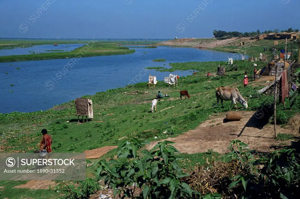 Latrines on the river bank in rough land grazed by cows in a slum in Dhaka, Bangladesh, Asia