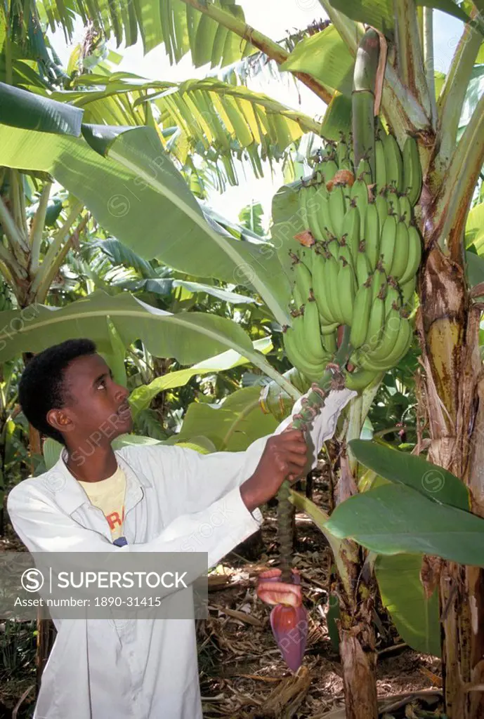 Locally grown bananas, Merca, Somalia, Africa