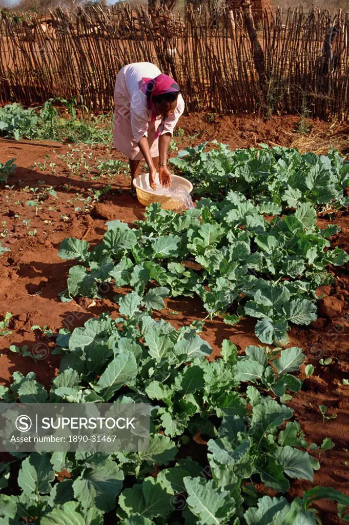 Vegetable farm benefitting from water, Kibwezi, Kenya, East Africa, Africa
