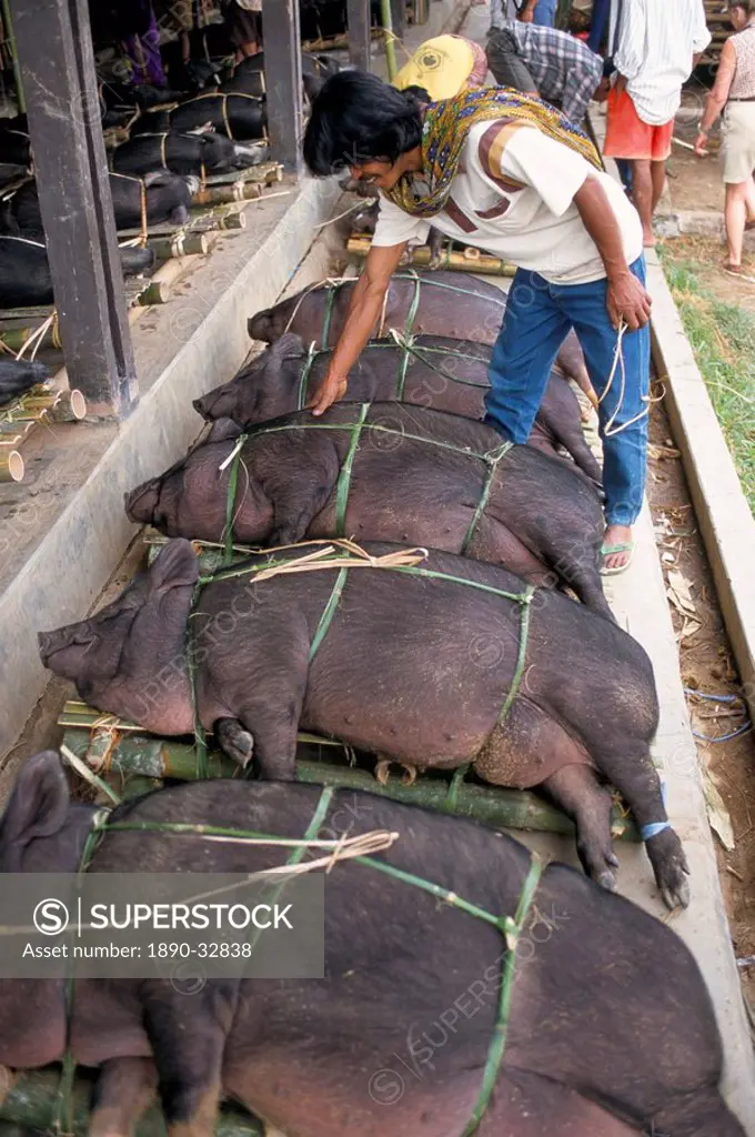 Pig market at Rantepao, Toraja area, Sulawesi, Indonesia, Southeast Asia, Asia