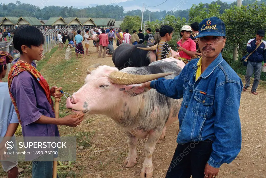 Water buffalo market, Rantepao, Toraja area, Sulawesi, Indonesia, Southeast Asia, Asia
