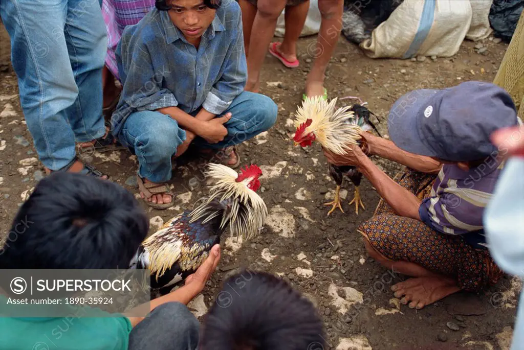 Fighting cocks, Toraja area, Sulawesi, Indonesia, Southeast Asia, Asia