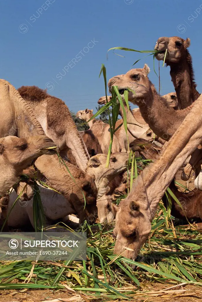 Close_up of camels eating fodder at the camel market at Dawra, Egypt, North Africa, Africa