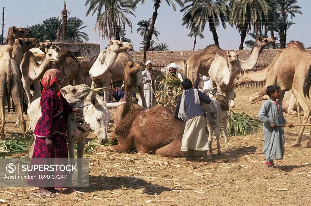 Camel market, Darwa, Egypt, North Africa, Africa