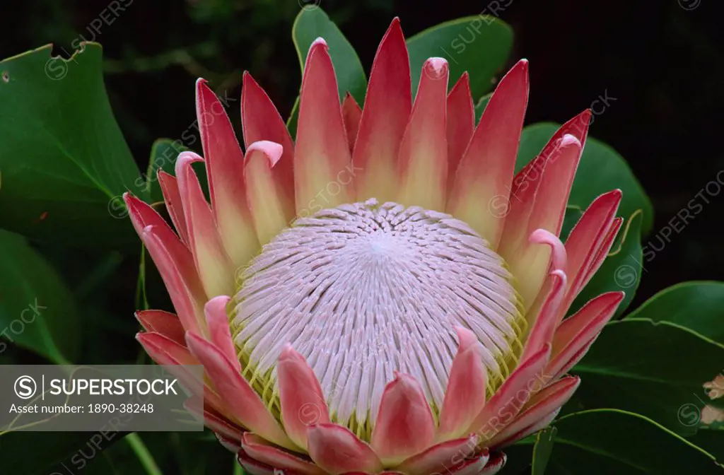 King protea Protea cynaroides, Kirstenbosch Botanical Gardens, Cape Town, South Africa, Africa