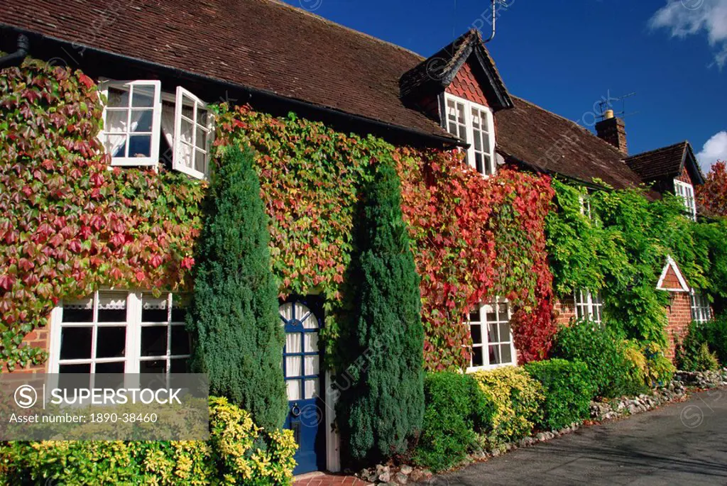 Creeper_clad cottages, Hursley, Hampshire, England, United Kingdom, Europe