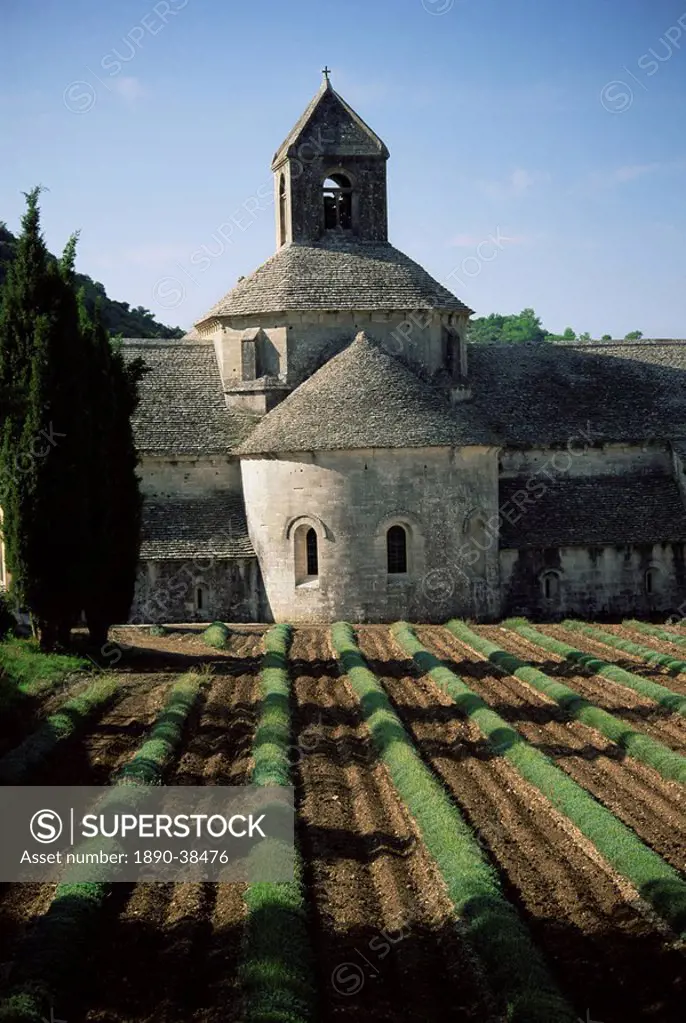 Abbaye de Senanque, Gordes, Vaucluse, Provence, France, Europe