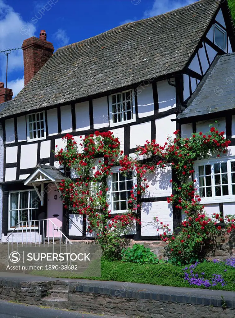 Roses round the door of timber framed cottage, Pembridge, Herefordshire, England, United Kingdom, Europe