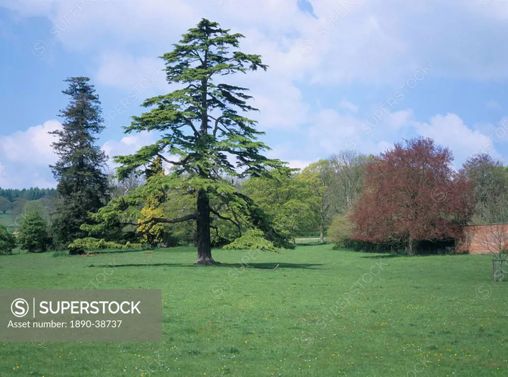 Cedar, deodar tree, Croft Castle, Herefordshire, England, United Kingdom, Europe