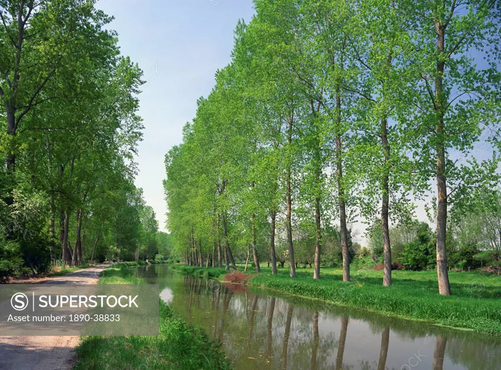 Tree lined river bank in spring, Marais Poitevin, Deux Sevres near Coulon, Poitou Charentes, France, Europe
