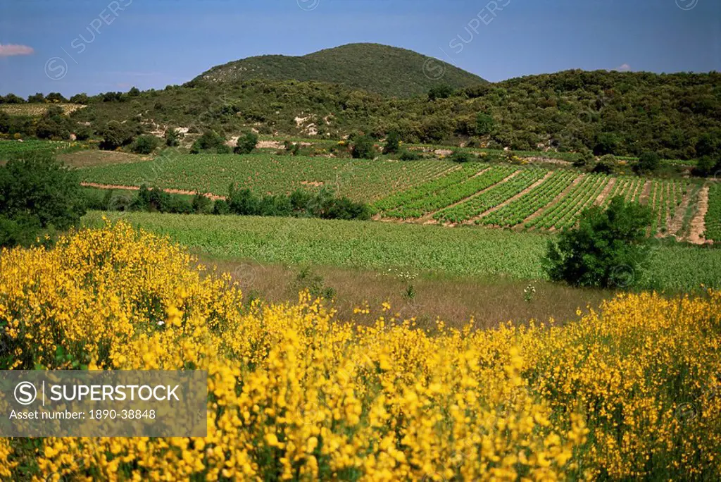 Vineyards near Moureze, Herault, Languedoc_Roussillon, France, Europe