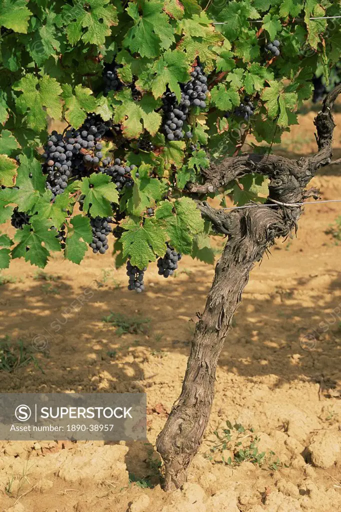 Cabernet Sauvignon grapes, Aquitaine, France, Europe