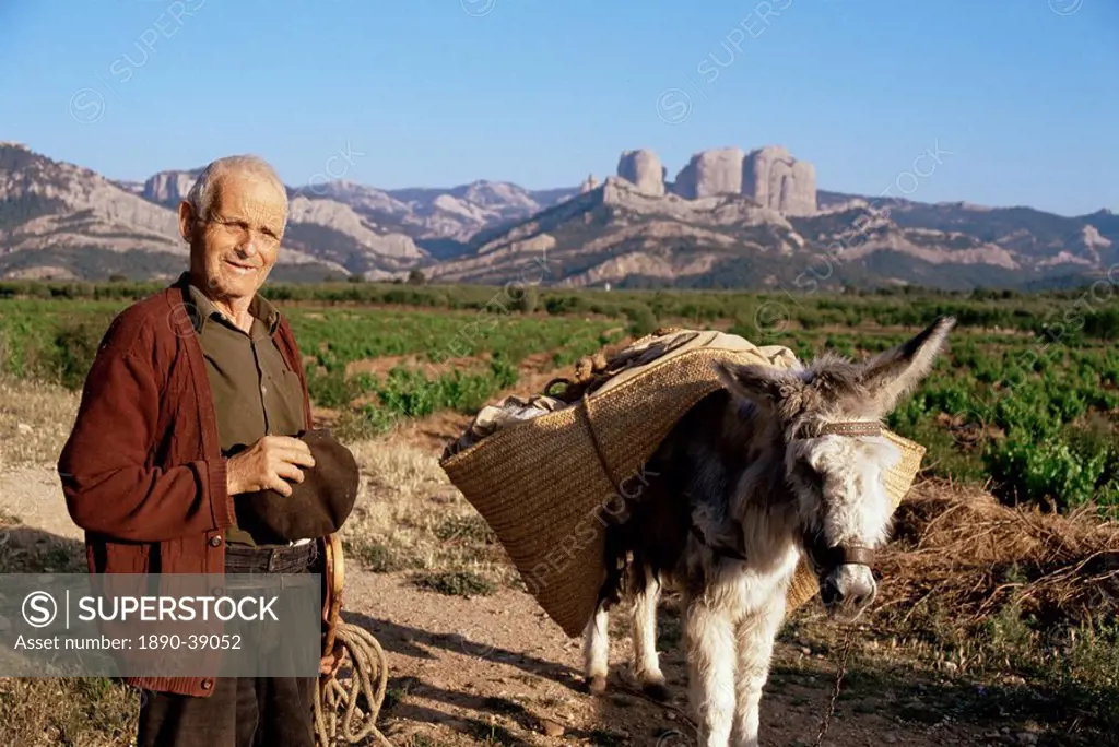 Man and donkey, near Tarragona, Catalonia Cataluna Catalunya, Spain, Europe