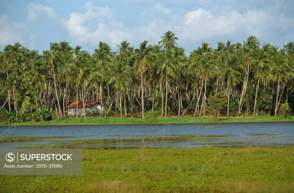 Waterway and house among palm trees near Negombo, Sri Lanka, Asia