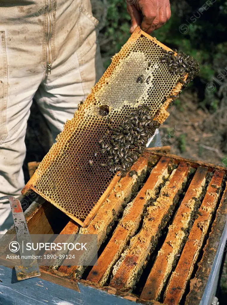 Bee keeper collecting honey from combs in beehives in Provence, France, Europe