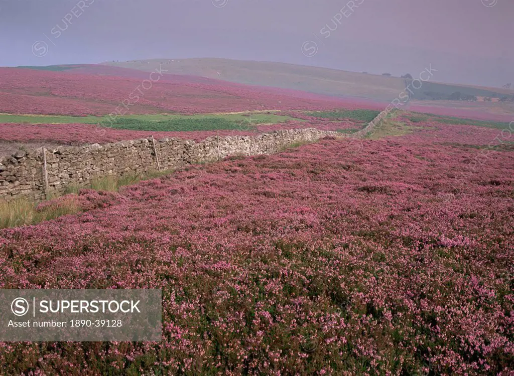 Moors near Grinton, Yorkshire, England, United Kingdom, Europe