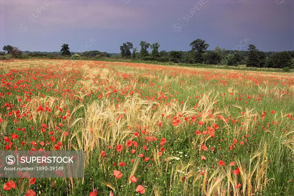 Summer meadow with poppies, near Chateaumeillant, Loire Centre, Centre, France, Europe