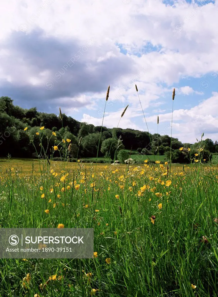 Buttercup field and Selbourne Hanger, Selbourne, Alton, Hampshire, England, United Kingdom, Europe