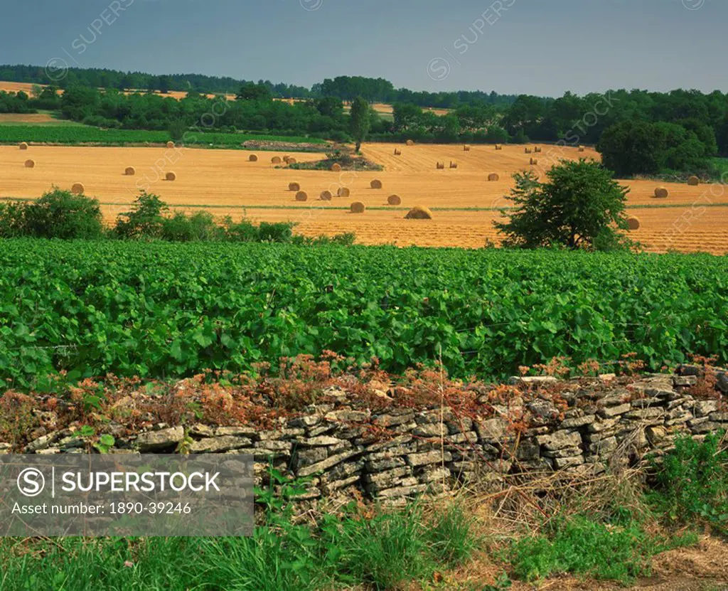 Agricultural landscape of vineyards and fields in the Haute Cotes de Beaune, in Burgundy, France, Europe