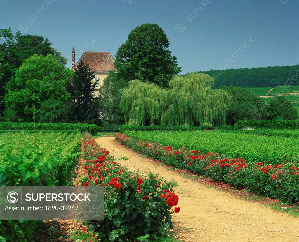Roses and vines in vineyard near Beaune, Cotes de Beaune, Burgundy, France, Europe