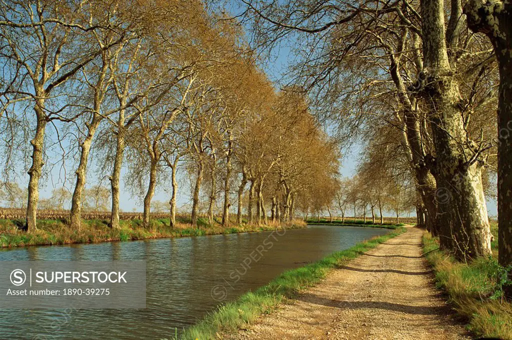 Trees lining the Canal du Midi and towpath near Capestang, Languedoc Roussillon, France, Europe