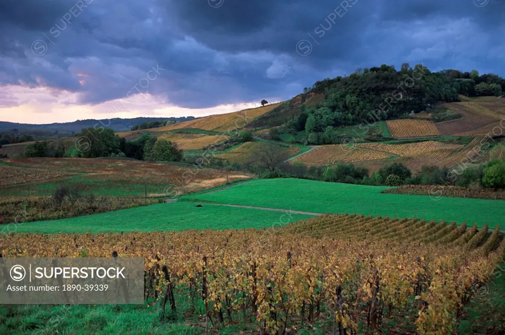 Vineyards near Chateau Chalon, Jura, Franche Comte, France, Europe